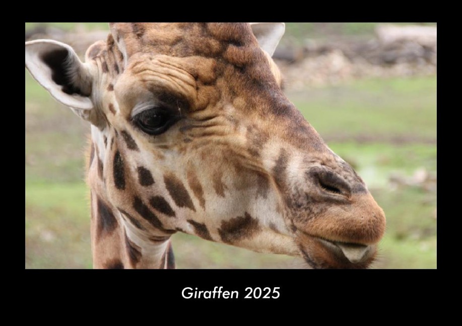 Giraffen 2025 Fotokalender DIN A3 - Tobias Becker