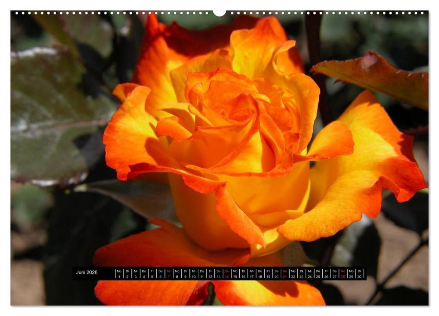 additionalImage10