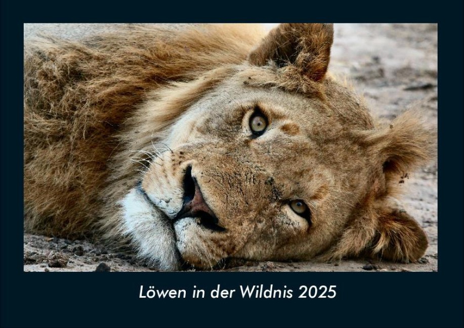 Löwen in der Wildnis 2025 Fotokalender DIN A4 - Tobias Becker