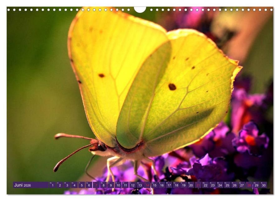 additionalImage11