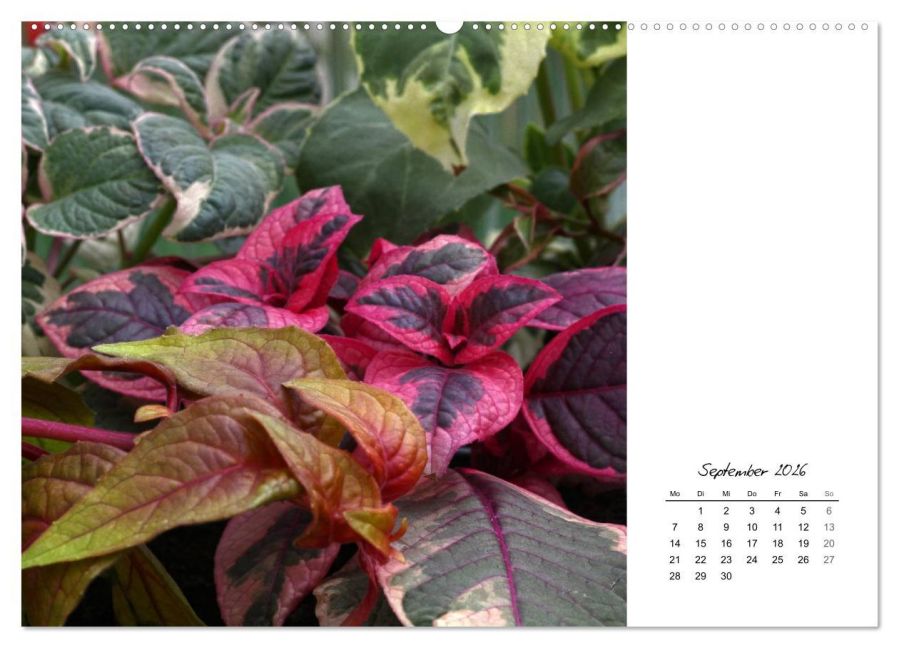 additionalImage13