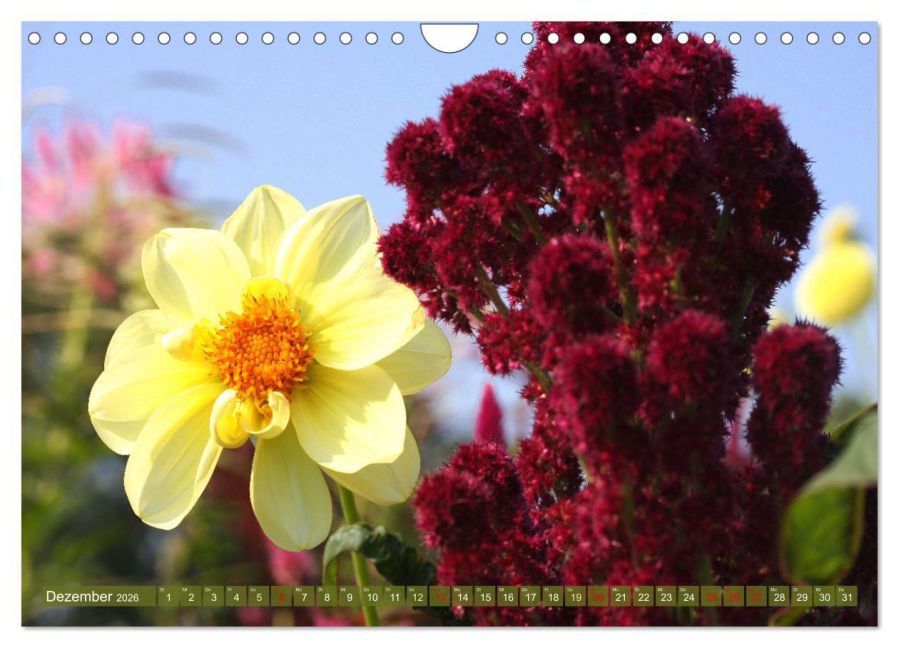 additionalImage4