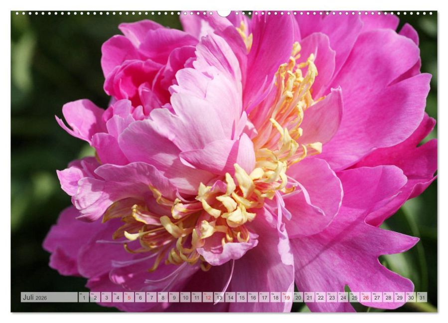additionalImage12