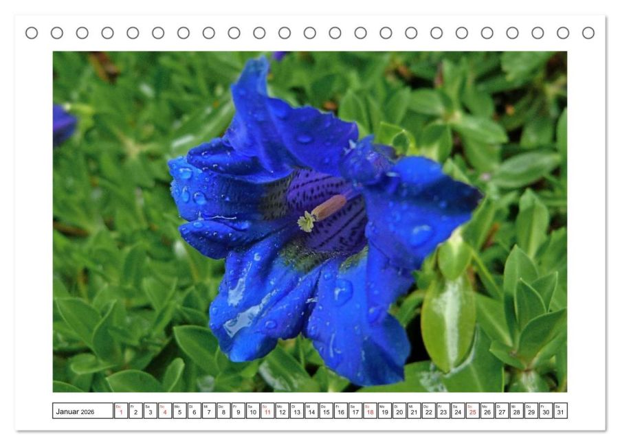additionalImage6