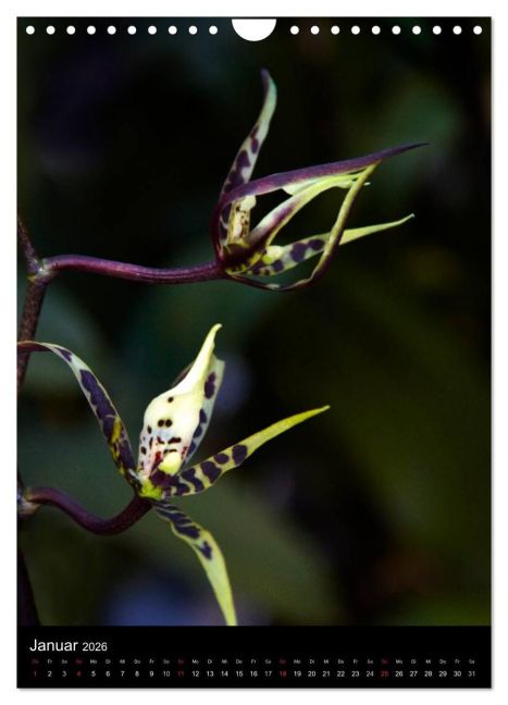 additionalImage6