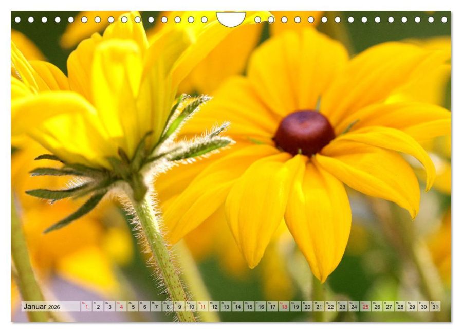 additionalImage6