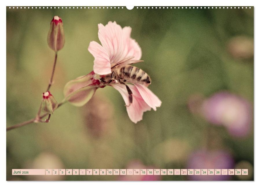 additionalImage11