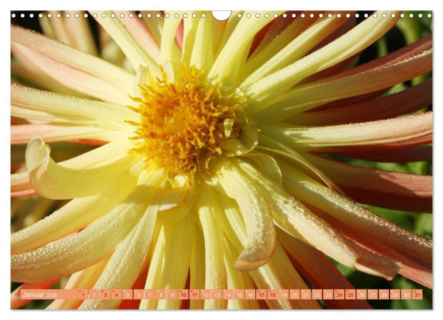 additionalImage6