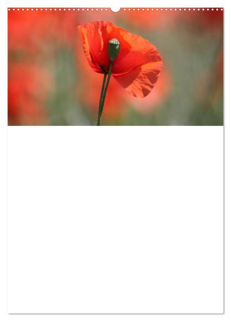 additionalImage10