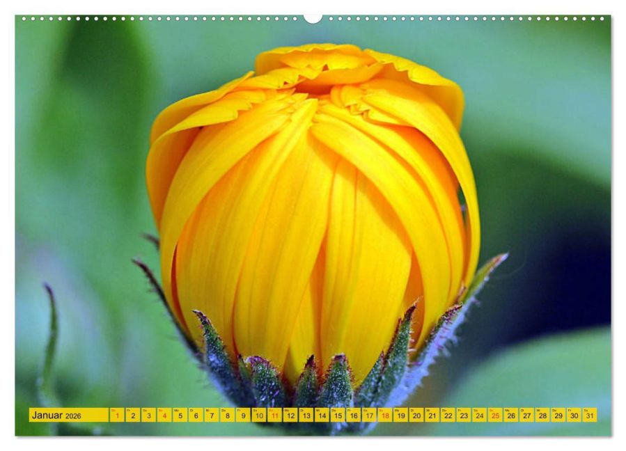 additionalImage5