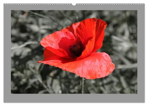 additionalImage10