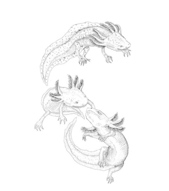 additionalImage2