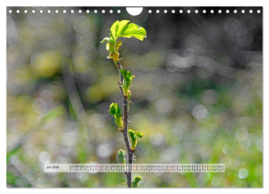 additionalImage11