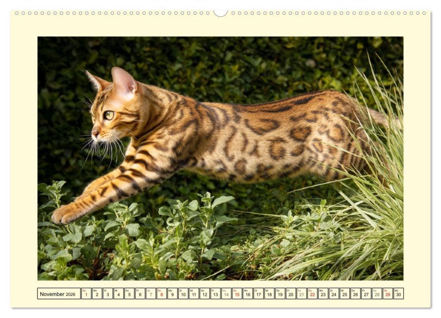 additionalImage3