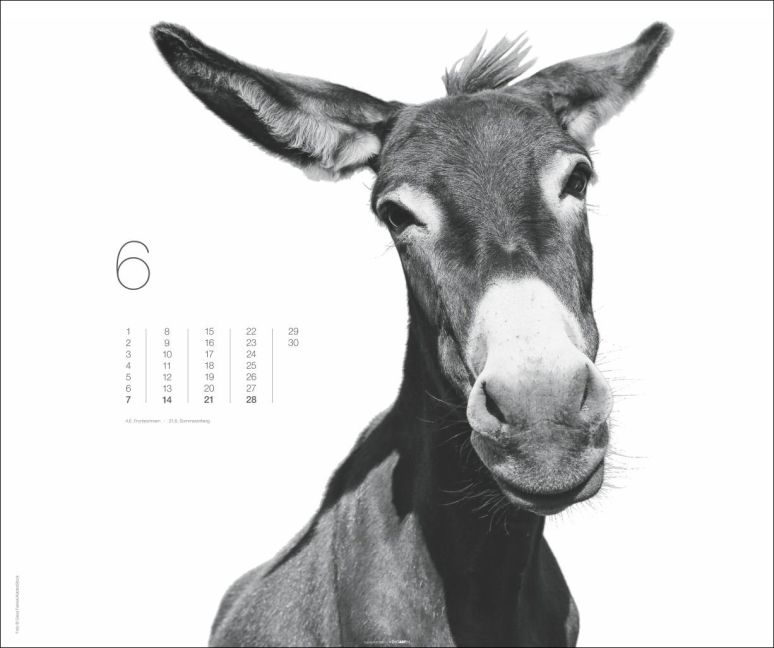 additionalImage6