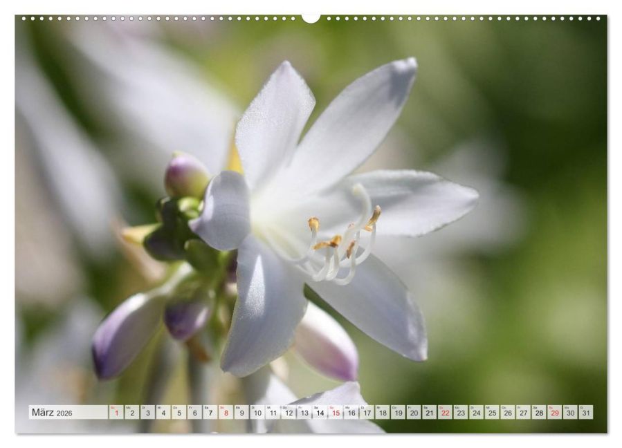 additionalImage8