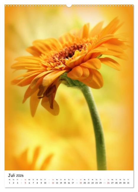 additionalImage11