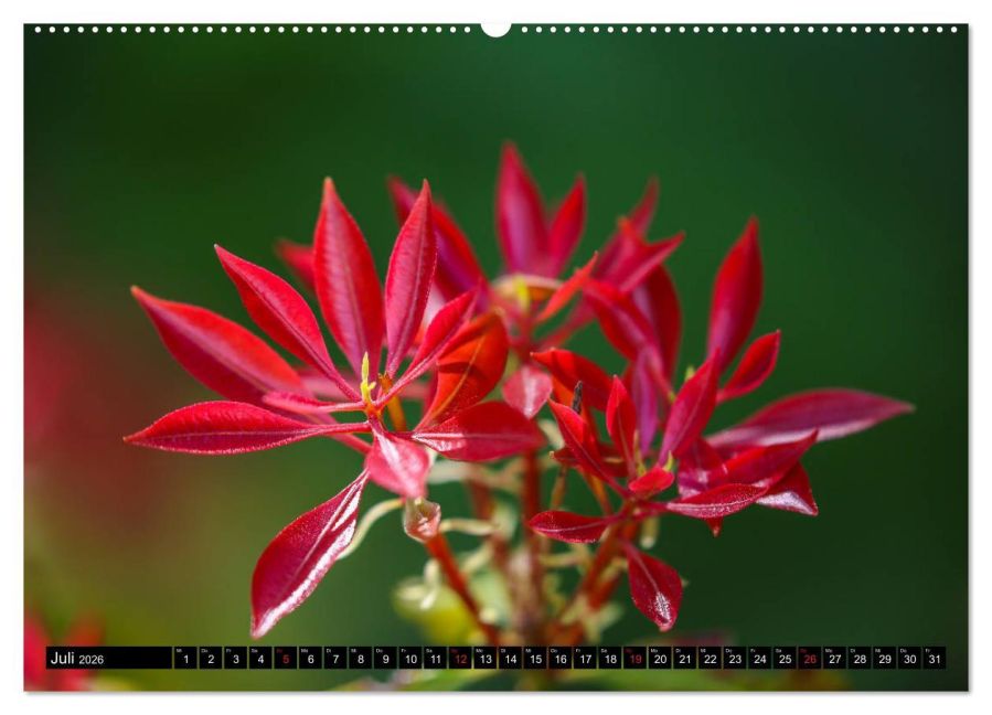 additionalImage12