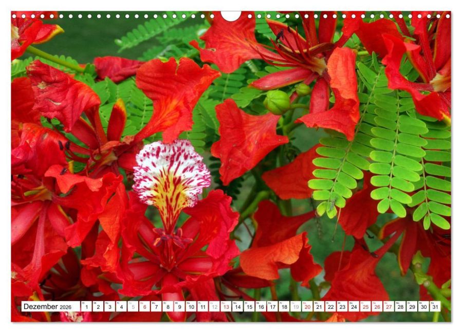 additionalImage4