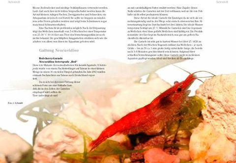 additionalImage2