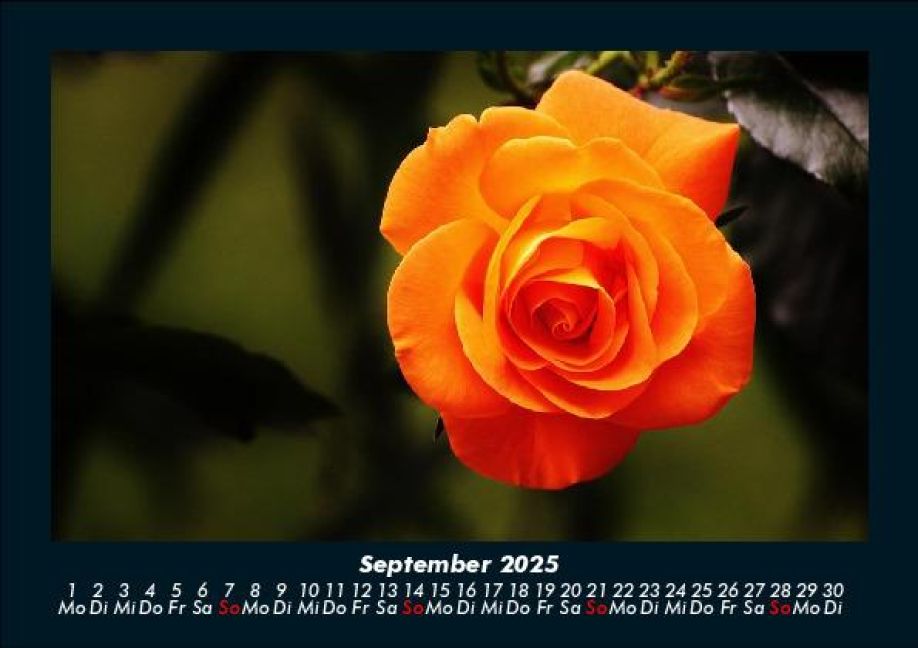 additionalImage1