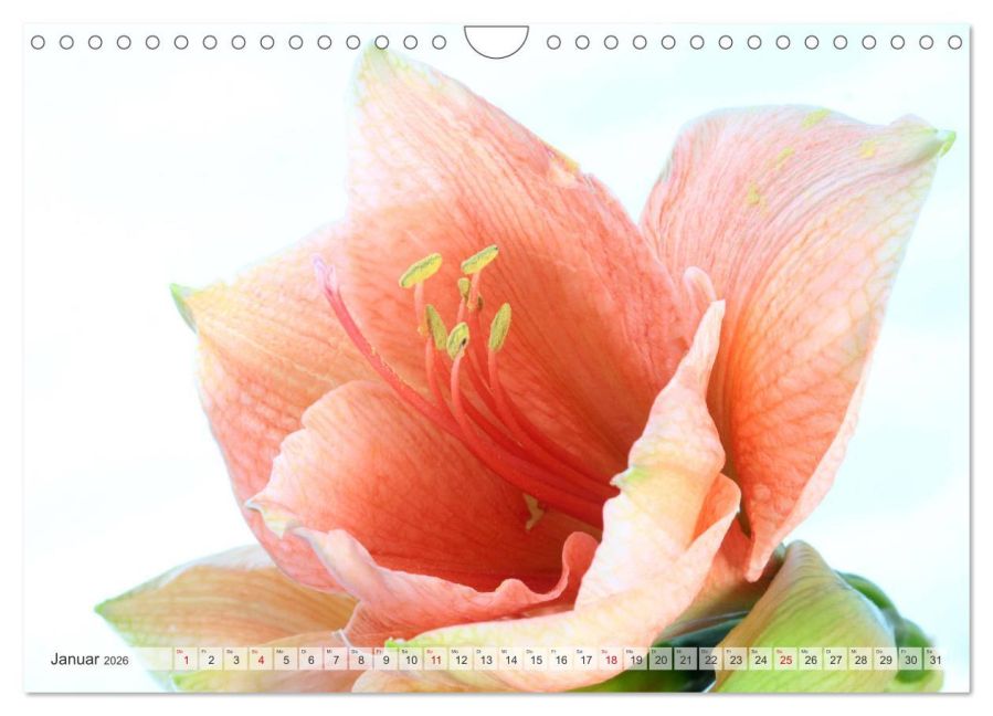 additionalImage6