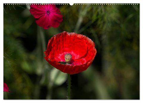 additionalImage11