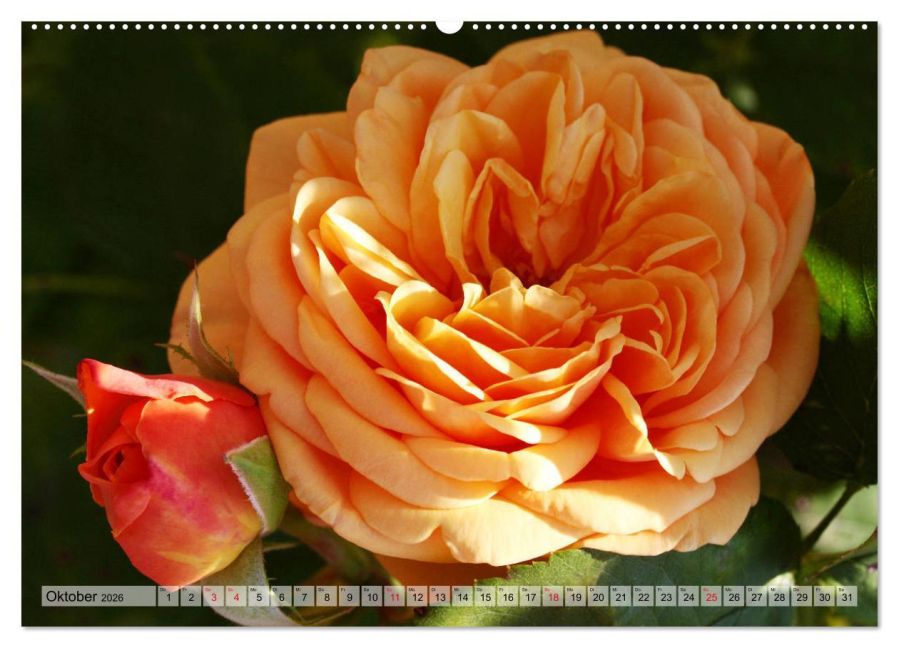 additionalImage1