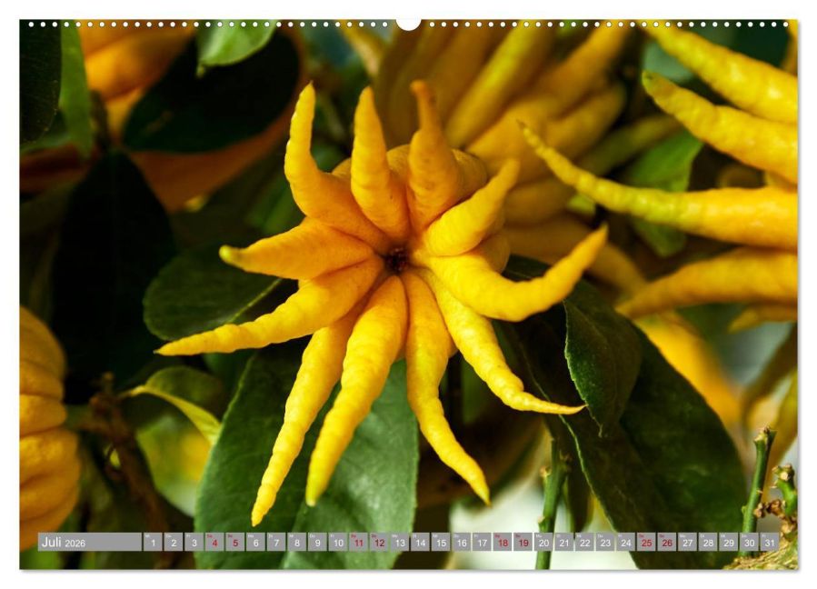 additionalImage12