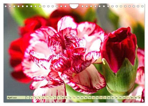 additionalImage6