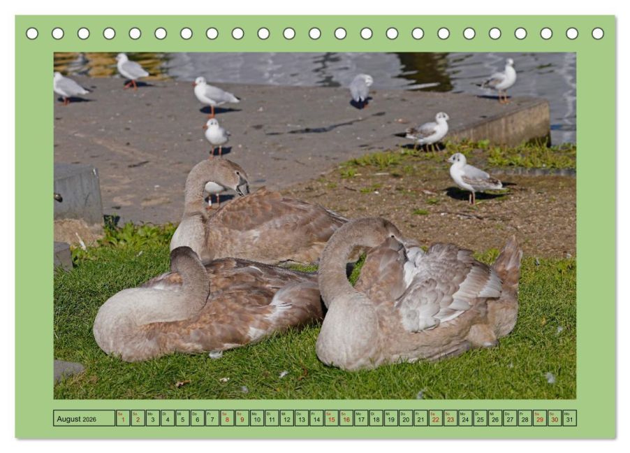 additionalImage13
