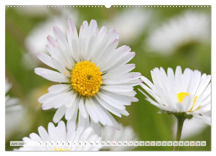 additionalImage11