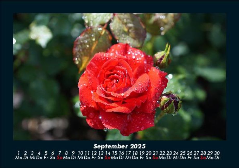 additionalImage1