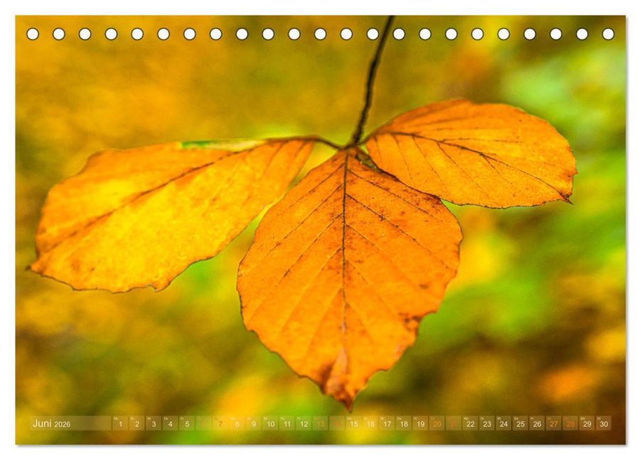 additionalImage11