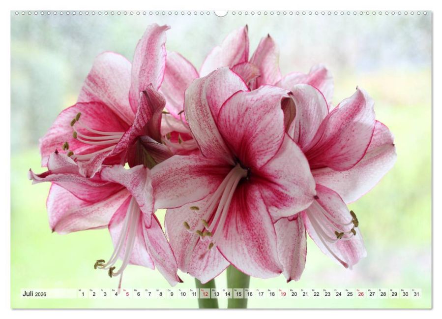 additionalImage11