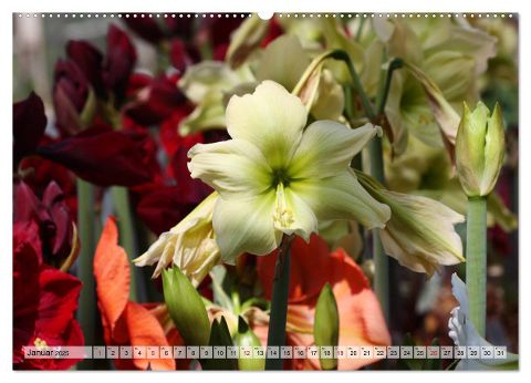 additionalImage6