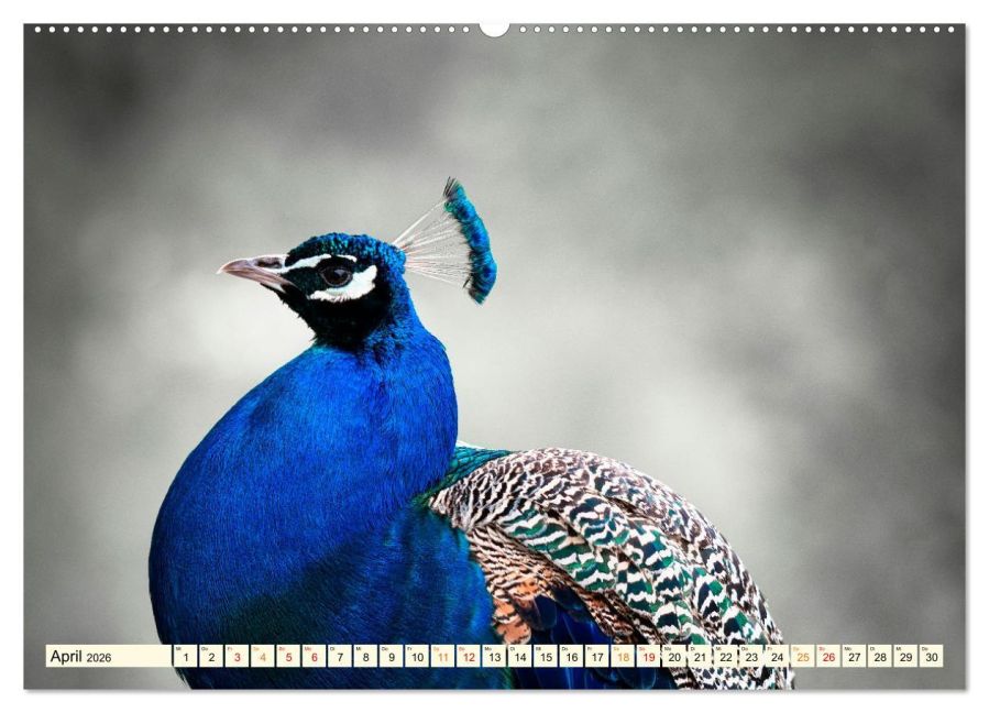 additionalImage8