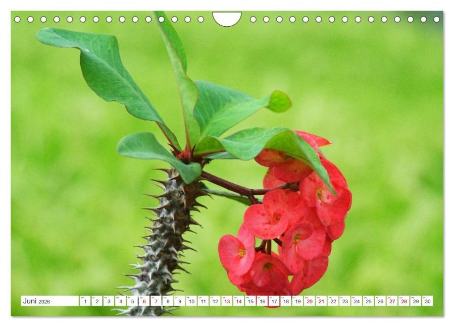 additionalImage11