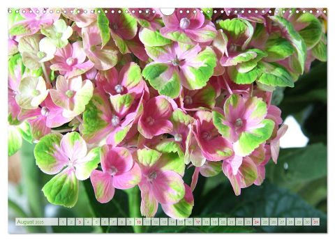 additionalImage6