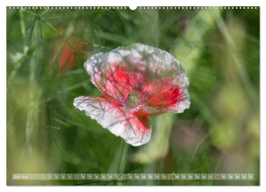 additionalImage11