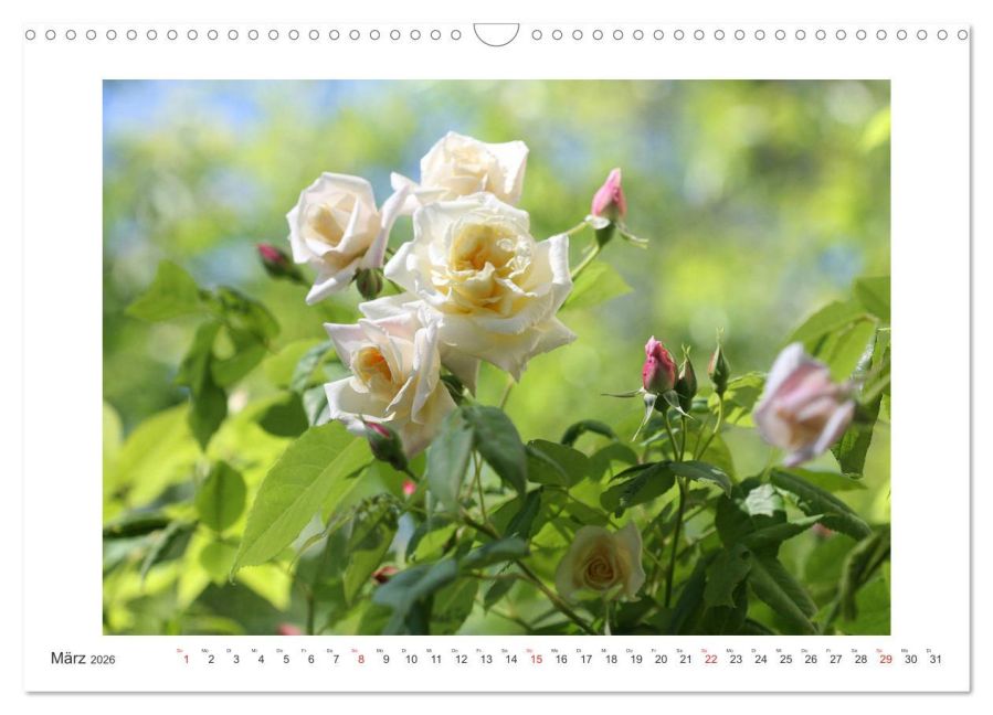 additionalImage8