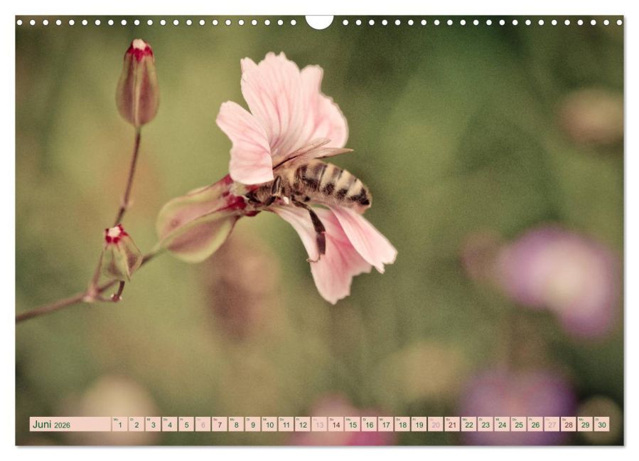 additionalImage11