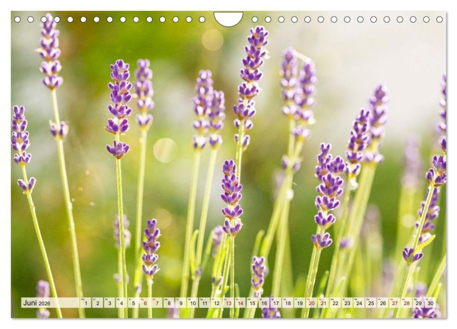 additionalImage11