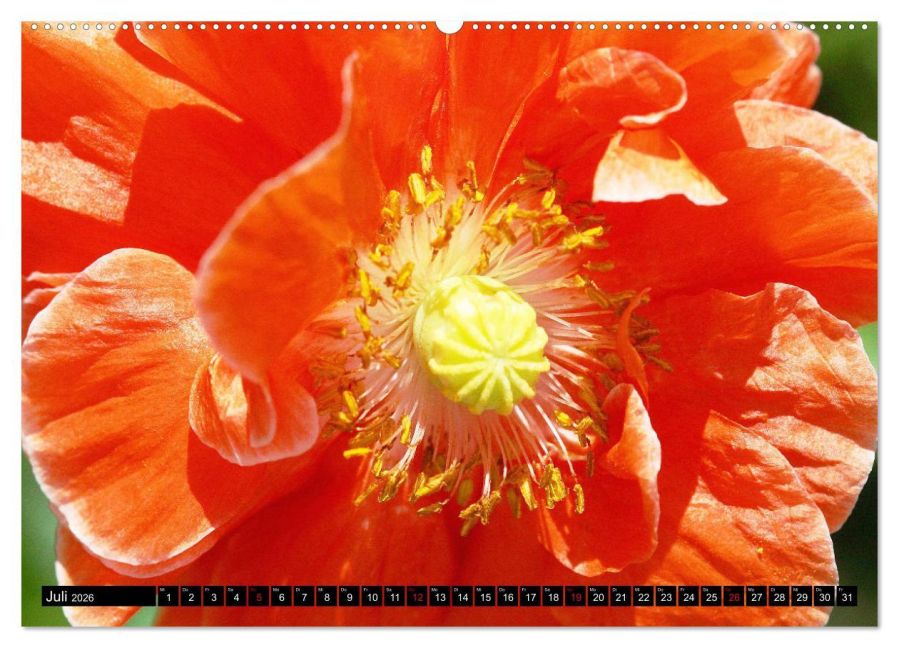 additionalImage11