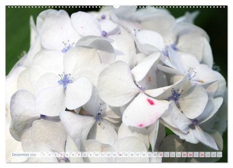 additionalImage4