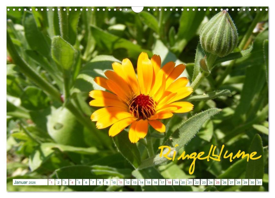additionalImage6