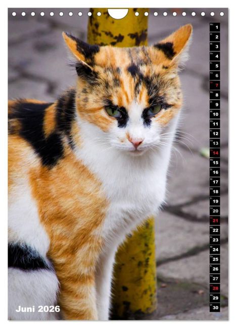 additionalImage11