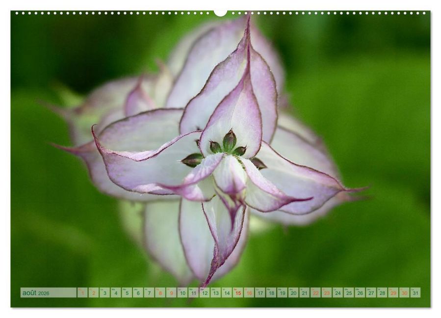additionalImage13