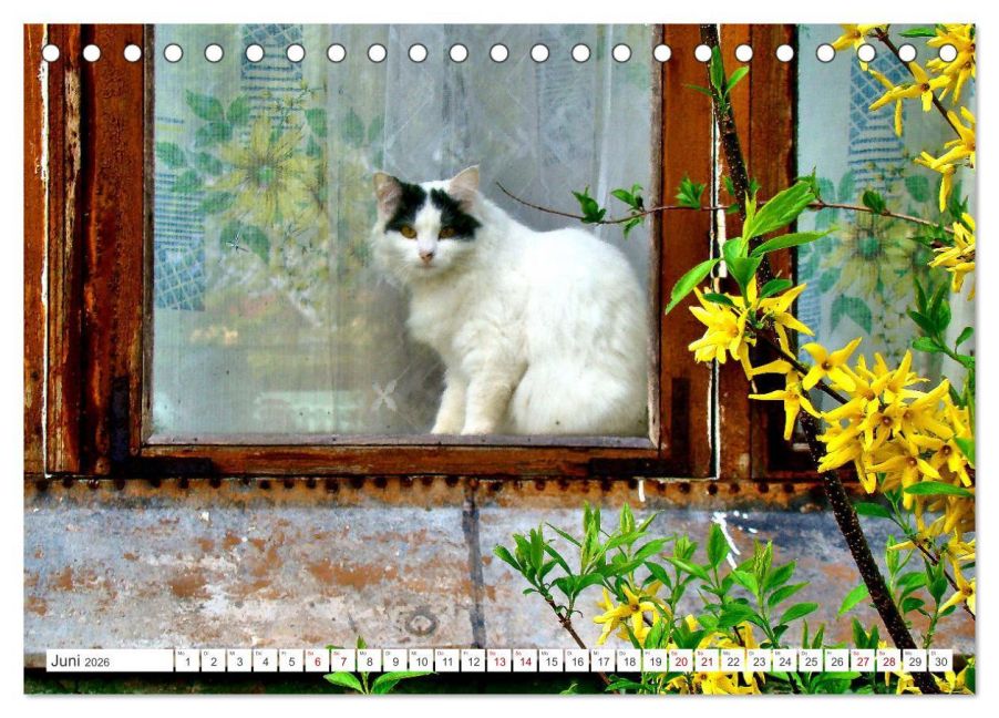 additionalImage11
