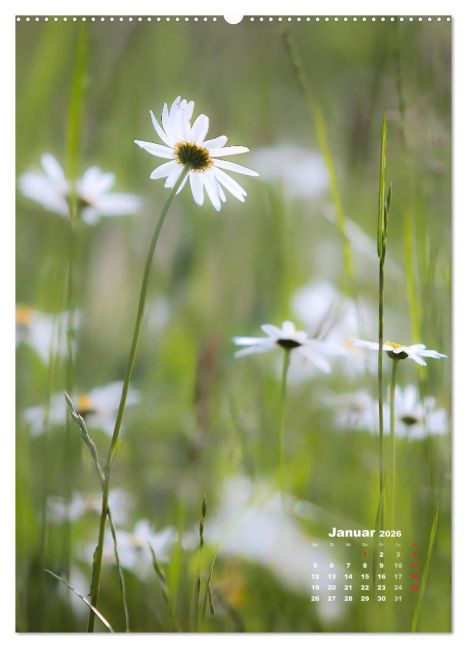 additionalImage6